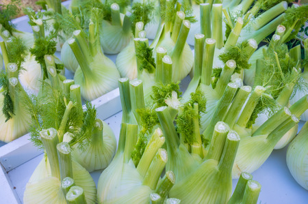 Fresh fennel bulbs on a street market stallの写真素材
