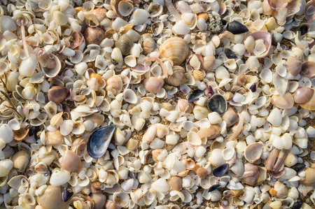 All sorts of small shells on beach sand