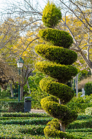 Tall elegantly trimmed tree in a parkの写真素材