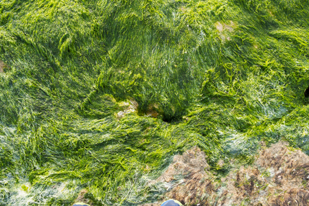Full frame take of a rock overgrown with moss