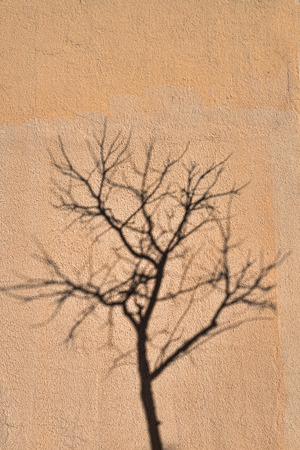 Shade of a barren tree reflected on a wallの写真素材