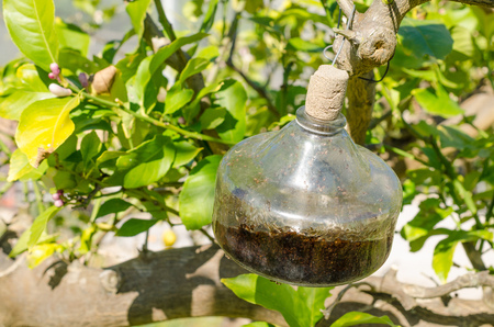 Traditional citrus tree fly trap that does not use any chemicals