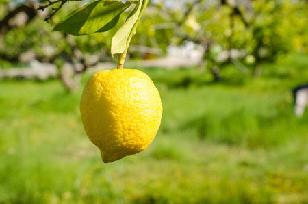 Ripe lemon against the background of the plantationの写真素材