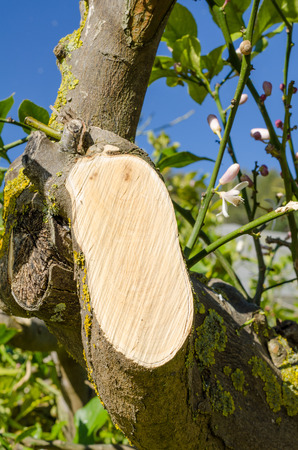 Detail take of a freshly pruned lemon tree
