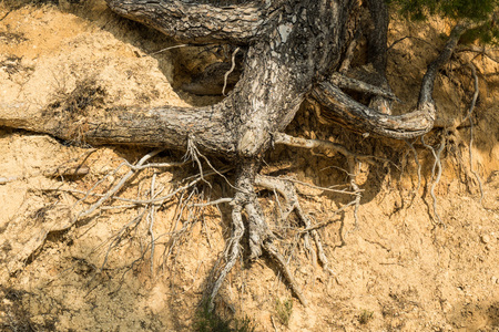Tree roots left bare after a landslideの写真素材