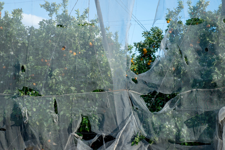 Storm damage on a greenhoused orange plantationの写真素材