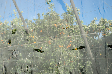 Storm damage on a greenhoused orange plantationの写真素材