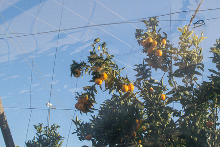 Greenhouse netting on an orange plantationの写真素材