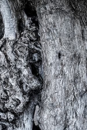 Texture of tree trunk and bark shot full frameの写真素材