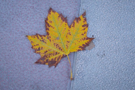 Fall leave on the pavementの写真素材