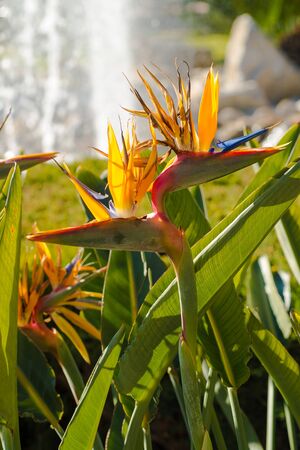 Bird of Paradise tropical flowerの写真素材