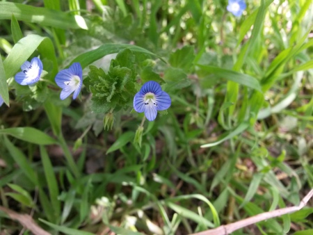 Violet visible across the greeneryの写真素材