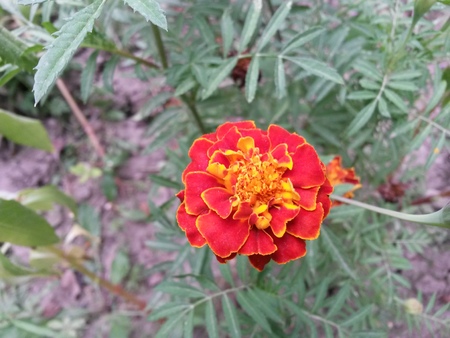The red roses in the gardenの写真素材