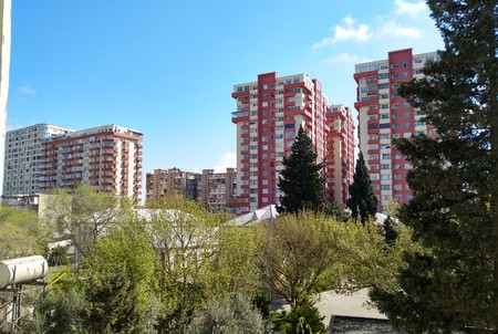 The trees and the green trees that sprouted among themの写真素材