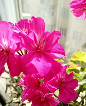 Beautiful flowers and sunscreen from windowの写真素材