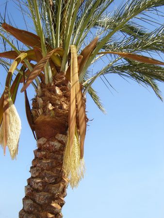 Nature-scenery with palmtrees on blue sky             