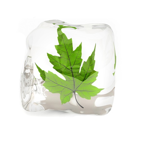 Green maple leaf in the ice cube 3D renderingの写真素材