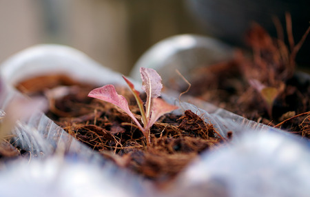 Young tree growing in the bottle in my garden.の写真素材