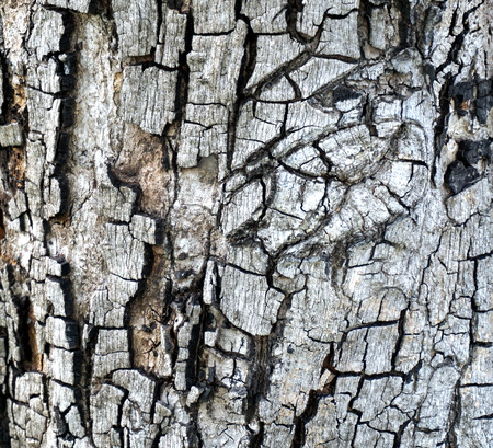 Bark of the tree