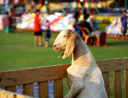 goat in wood stable was shown in the gardenの写真素材