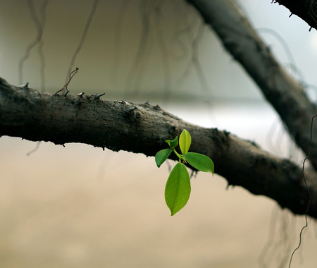 green leaf on dry branch, which broke out after the spring.の写真素材