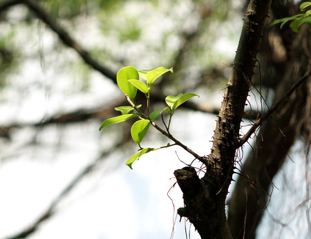 Twigs of the tree, which broke out after the spring.