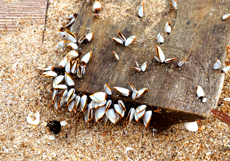 Plankton  was found on old timber on the Thailand beach.の写真素材