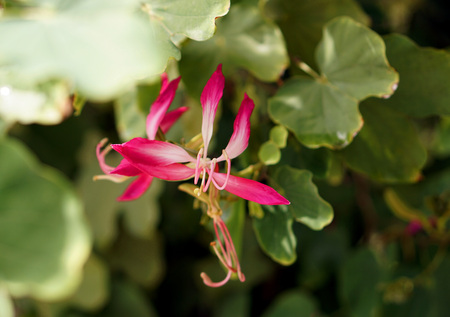 Purple Orchid Tree (Bauhinia purpurea L.) with blur backgroundの写真素材