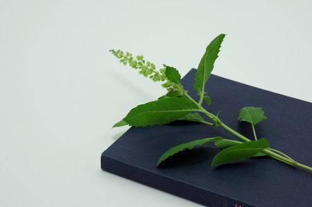   Holy basil on book isolated on white background, business concept                             の写真素材
