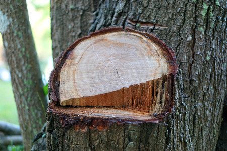 Closeup tree stump 