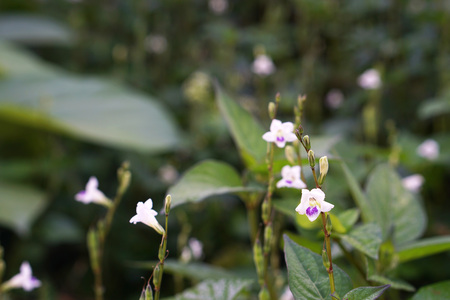 Beautiful grass flowers in the gardenの写真素材