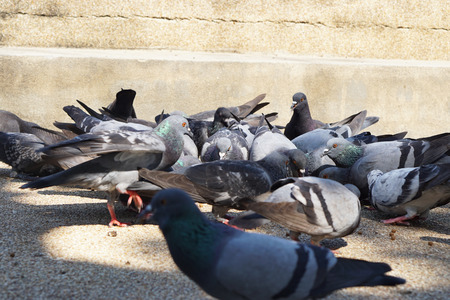 Pigeon eat food on the ground in park of Thailand                         の写真素材