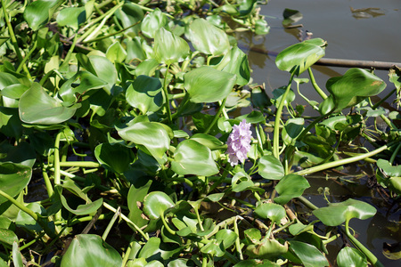 Water hyacinth, Eichhornia crassipes, in the river