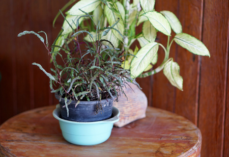Plant growth in black pot on wood tableの写真素材