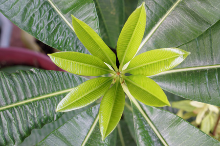 Closeup at Leaves of  small Alstonia scholaris growth on the roof of house                       の写真素材