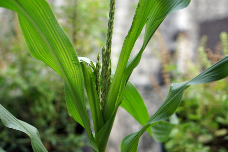  Flowers and  green leaves of corn tree                       の写真素材