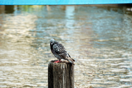 Pigeon perching on old wood front river backgroundの写真素材