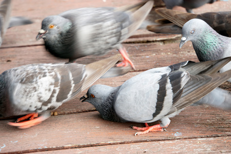 Pigeons eat food on wooden floor of boat shovelの写真素材