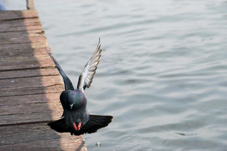       Pigeon flying on the wooden floor of pier.                              の写真素材