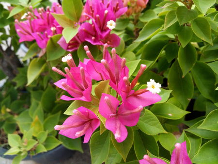 Pink Bougainvillea flowers and leaves in tree market.の写真素材