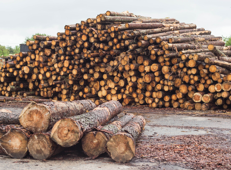 A huge pile of logs from the forest, a sawmill, timber for exportの写真素材