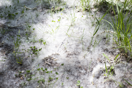 White poplar fluff lies on the forest on the ground, close-up, whiteの写真素材