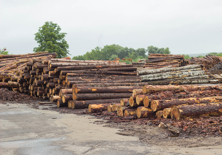 A large mountain of timber logs prepared for exportの写真素材