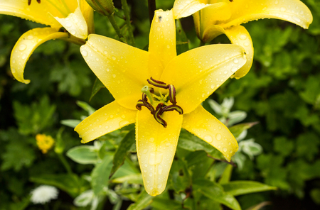 Yellow lilies after the rain, water droplets on the petals, close-up, freshness lilyの写真素材
