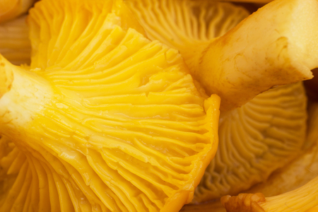 Background of chanterelles mushrooms, macro mushrooming chanterellesの写真素材