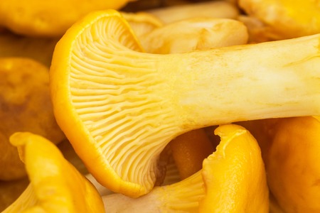Background of chanterelles mushrooms, macro mushrooming chanterellesの写真素材