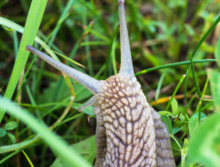 Big snail in the grass, macro photography, cochlea and grassの写真素材