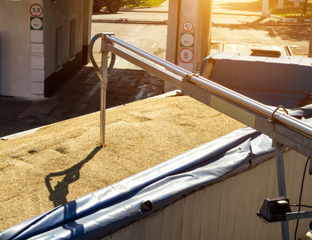 From a grain-laden lorry take grain for analysis, grain processing, seed