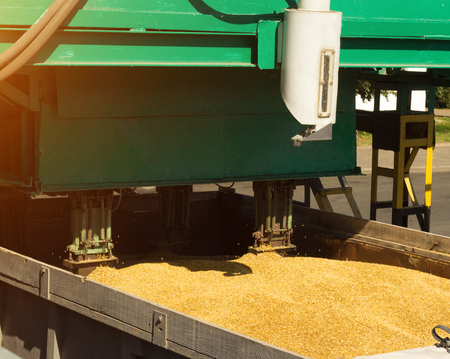 From a grain-laden lorry take grain for analysis, grain processing, analysis seedの写真素材