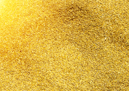 texture of grain of oats, background of oats, close-up, grainの写真素材